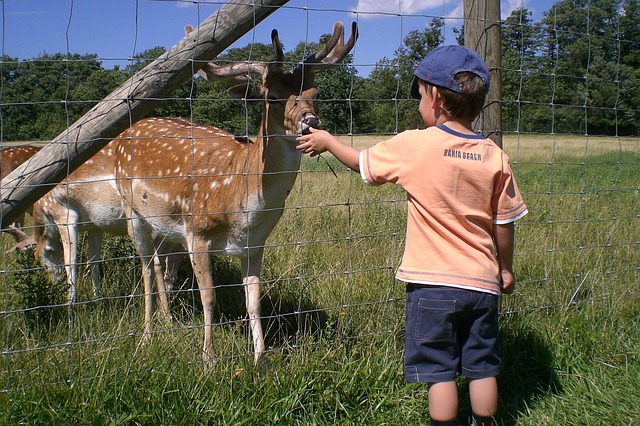 初めての動物園を楽しむポイント